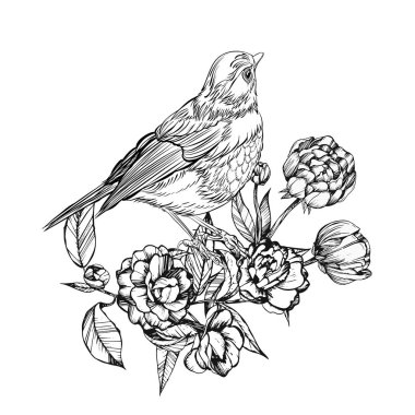 Bir kuş detaylı çizim