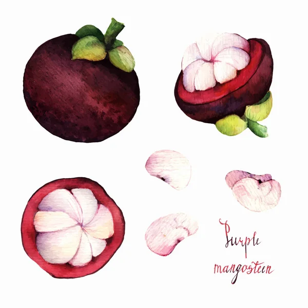 Mangosztán. akvarell illusztráció trópusi gyümölcsök — Stock Vector
