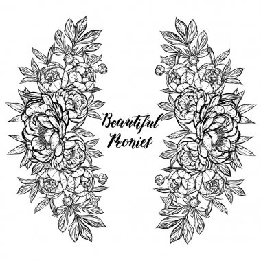 Güzel Peonies illüstrasyon