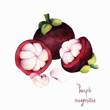 mangosteen. Sulu Boya resimde tropik meyveler