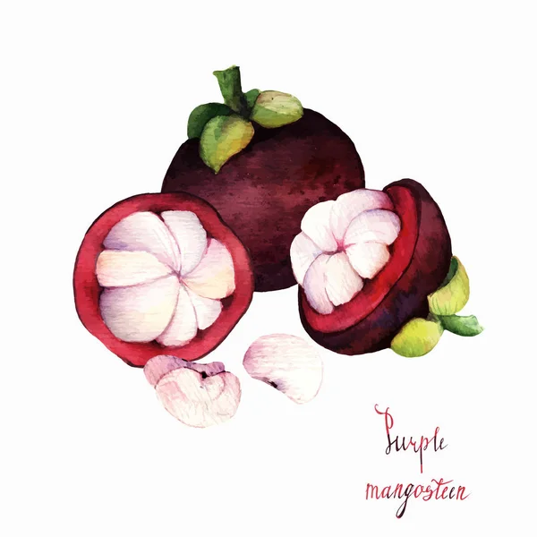 Manggis. warna air ilustrasi tropis buah - Stok Vektor