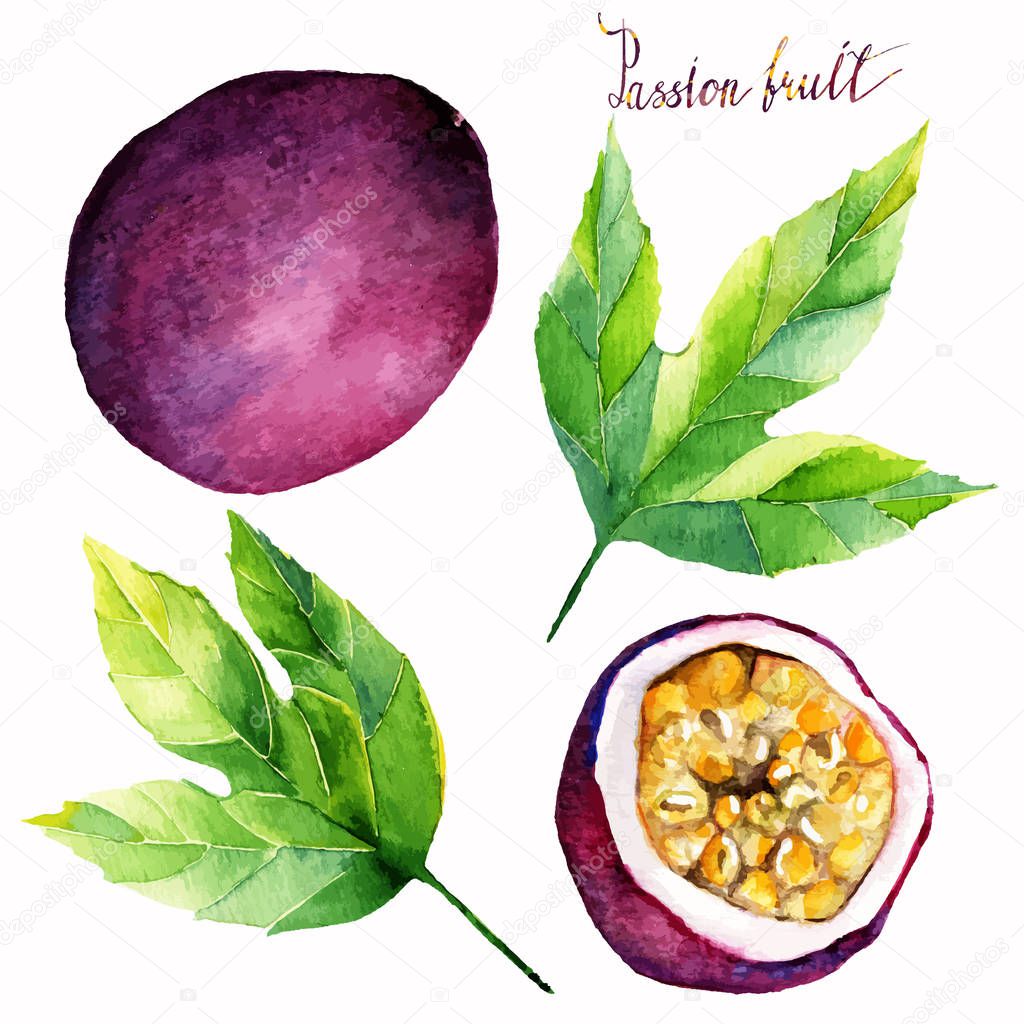 watercolor illustration tropical fruit.