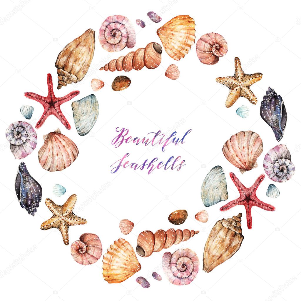 Beautiful seashells  illustration