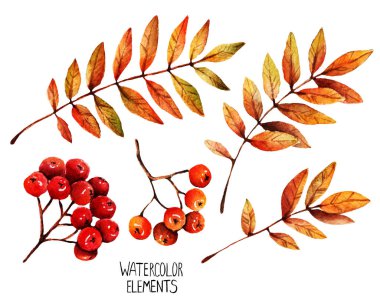 Suluboya çizimi. Sonbahar tasarımı için farklı elementler, dağ küllerinin yaprakları ve meyveleri,