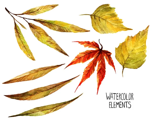 Illustration Aquarelle Différents Éléments Pour Conception Automne Feuilles Saule Érable — Photo