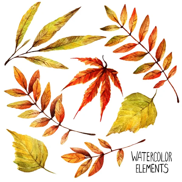 Aquarelillustratie Verschillende Elementen Voor Herfst Ontwerp Bladeren Van Wilg Esdoorn — Stockfoto