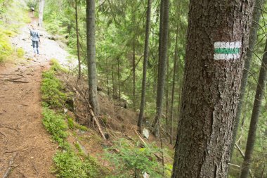 Ormandaki turistik yol işaretleri