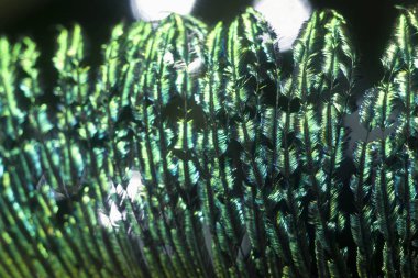 renkli tüyler yakın çekim