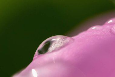 Makro su damlası pembe ve yeşil