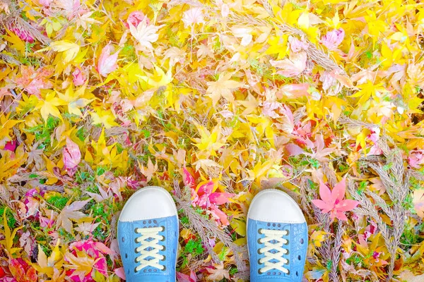 蓝鞋站在五颜六色的秋天枫叶上 决定开始或开始他未来的生活 秋季背景 彩枫背景 阳光普照 — 图库照片