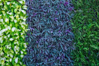 Bitki arka plan olarak duvarda üç tür. Bahçe ve dış dekorasyon