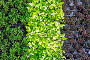 Bitki arka plan olarak duvarda üç tür. Bahçe ve dış dekorasyon