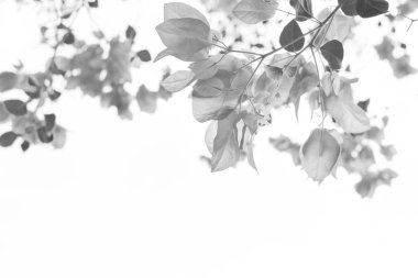 Siyah ve beyaz pembe Begonviller beyaz arka plan üzerinde çiçeklenme