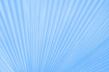 Doğa arka planda tatlı renk - mavi yaprak doku