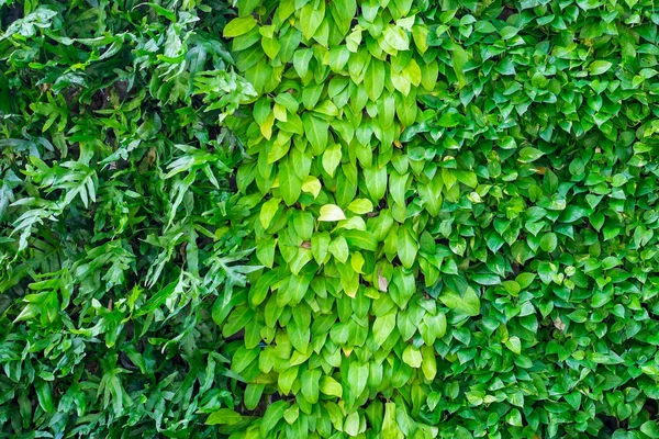 Trois Sortes Plantes Sur Mur Comme Fond Jardin Décoration Extérieure — Photo