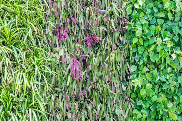 Τρία Είδη Φυτών Στον Τοίχο Φόντο Κήπο Και Εξωτερική Διακόσμηση — Φωτογραφία Αρχείου