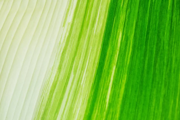 Mooie Kleurrijke Banana Leaf Textuur Als Achtergrond Achtergrond Van Natuur — Stockfoto