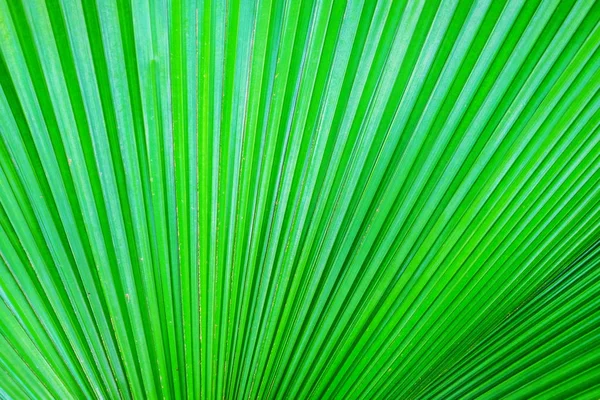 Bella Colorata Texture Foglia Verde Come Sfondo Sfondo Della Natura — Foto Stock