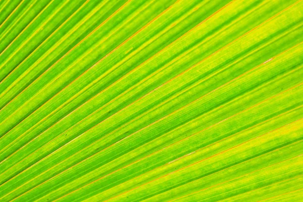 Güzel Renkli Sarı Yaprak Yeşil Doku Arka Plan Olarak Doğa — Stok fotoğraf