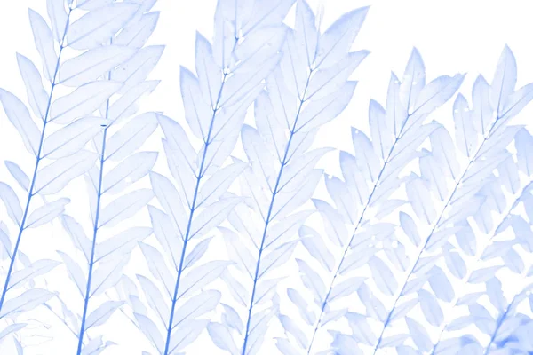Soft Focus Sea Blauwe Bladeren Een Witte Achtergrond Voor Achtergrond — Stockfoto
