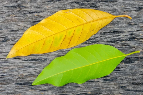Yellow and green mango leaves on grunge wooden surface representing live and death, autumn, spring and fall.