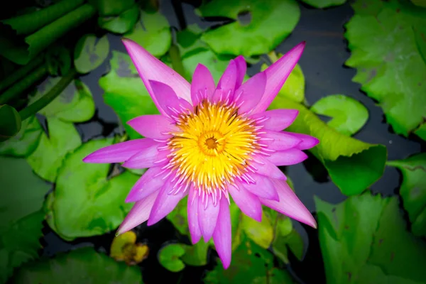 大きな花のボウルに紫蓮の開花 — ストック写真