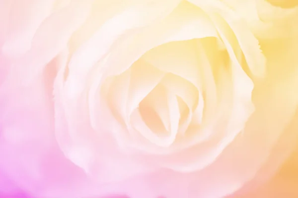 Kwiat Róży Słodkie Kolor Różowy Żółty Tło Rozmycie Streszczenie Nieostrość — Zdjęcie stockowe