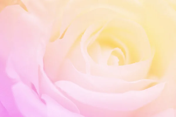 Μαλακή Εστίαση Αφηρημένο Θαμπάδα Τριαντάφυλλο Γλυκό Χρώμα Ροζ Και Κίτρινο — Φωτογραφία Αρχείου