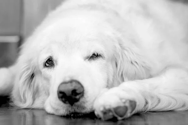 White golden retriever dog laying on wooden floor Royalty Free Stock Images