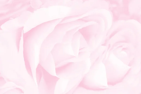 Gül çiçek tatlı pembe renk üzerinde yumuşak odak — Stok fotoğraf