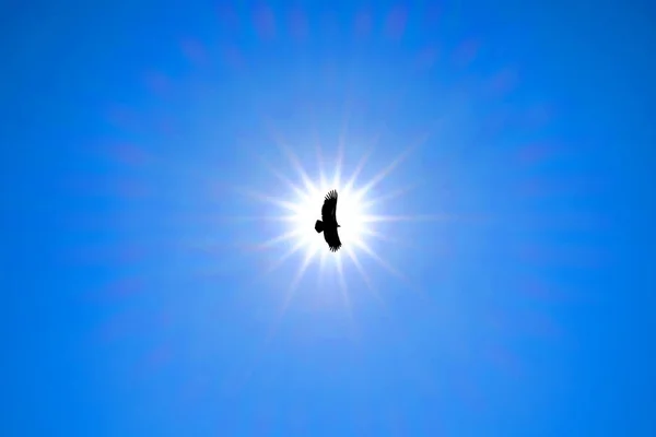 Silhouette Steppe Águila Volando Bajo Sol Brillante Cielo Azul Claro — Foto de Stock
