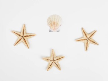 Düz kabukları mavi bir ahşap zemin üzerinde yatıyordu