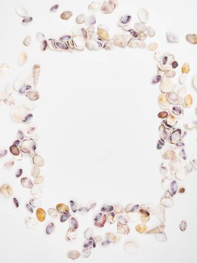 Düz kabukları mavi bir ahşap zemin üzerinde yatıyordu