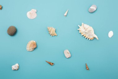 Mavi arkaplanda çeşitli kabukların çerçevesi