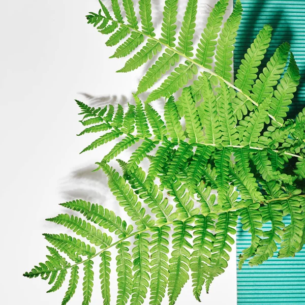 Fern on a white background. Frame with flowers, branches, leaves