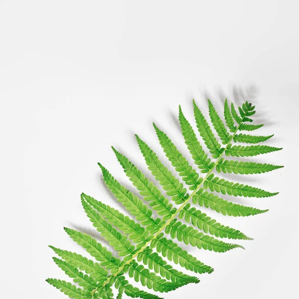 Fern on a white background. Frame with flowers, branches, leaves