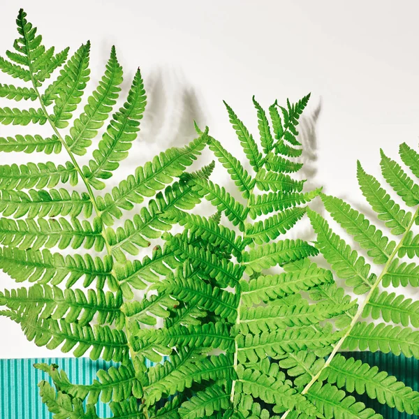 Fern on a white background. Frame with flowers, branches, leaves