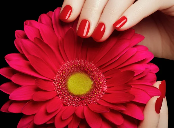 Beleza mãos delicadas com manicure segurando flor rosa de perto. Belos pregos e flor close-up, ótima ideia para a publicidade de cosméticos . — Fotografia de Stock