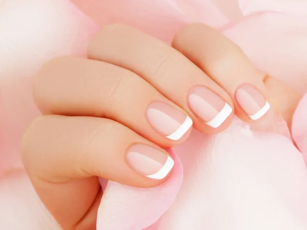 Foco seletivo suave. Cuidados com unhas. Mãos delicadas com manicure francês segurando uma pétalas rosa perto no fundo da flor. Belos pregos close-up, ótima ideia para a publicidade de cosméticos — Fotografia de Stock