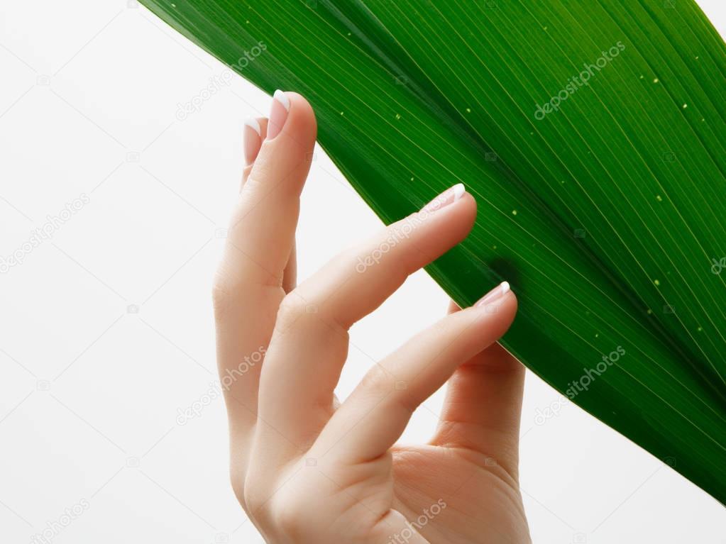 Beauty care. Delicate hands with manicure holding a leaf close up isolated on white background. Beautiful nails close-up, great idea for the advertising of cosmetics