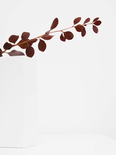 Fotografie minimalistă de modă și frumusețe natură, vedere la partea de sus, fotografie artistică florală, fundal de vară, minimalism. Stilul minimal la modă cu fundal de hârtie — Fotografie, imagine de stoc