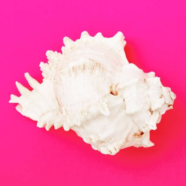 En az tarzı. Düz yatıyordu. Minimalist moda fotoğraf. Pop Art. Deniz kabukları parlak bir arka plan üzerinde renkli basit fotoğrafı. Yukarıdan görüntülemek