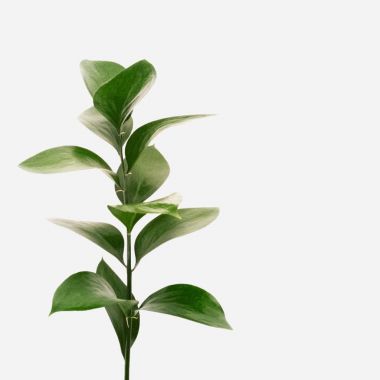 En az tarzı. Minimalist moda fotoğrafçılığı. beyaz zemin üzerine yeşil yaprakları. düz yatıyordu, en iyi görünümü