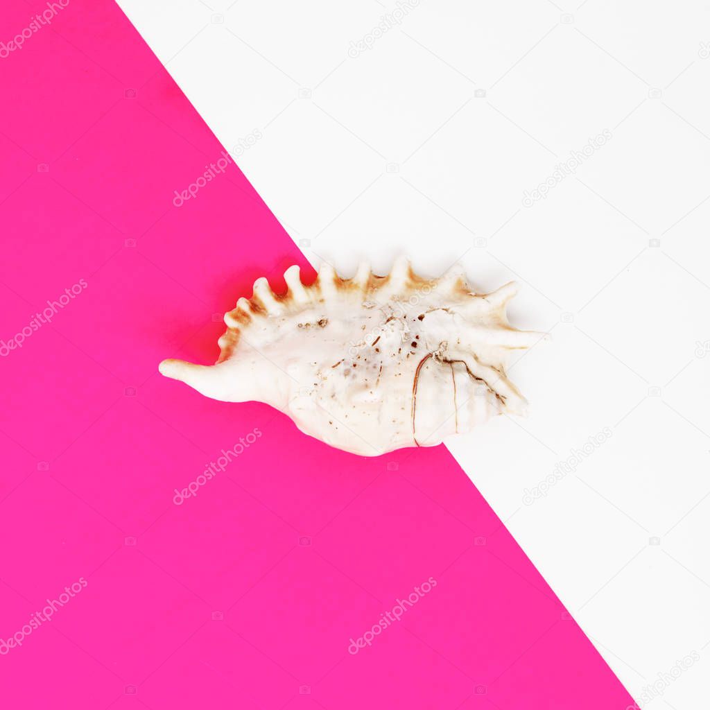 Minimal style. Flat lay. A minimalistic fashion photo. Pop Art. A colorful simple photograph of sea shells on a bright background. View from above