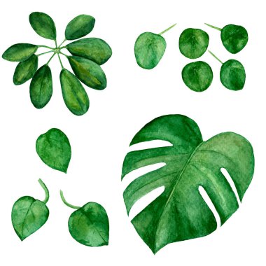 Watercolor drawing. Set of leaves.