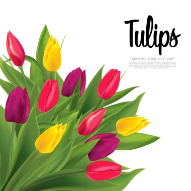 Lale beyaz arka plan üzerinde renkli buket