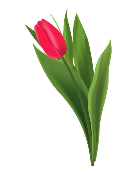 Flor Tulipán Roja Fresca Vívida Aislada Sobre Fondo Blanco — Vector de stock