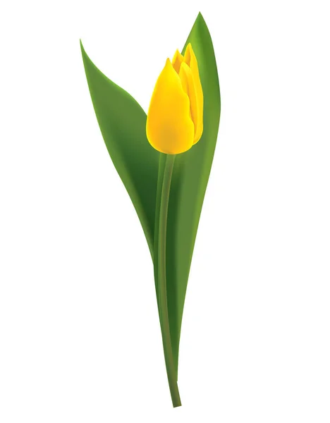 Flor Tulipán Amarillo Fresco Vívido Aislado Sobre Fondo Blanco — Vector de stock