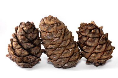 Beyaz arka planda üç sedir kozalağı pinus sibirica. 