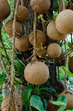 Sal veya Shorea robusta meyvelerden bir demet